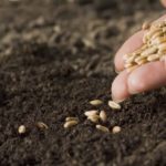 KNOCKING ON HEAVEN’S DOOR FOR MY SEEDS| THE BUD FAMILY| JUICY JULY