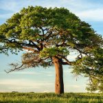 ENJOYING 100-FOLD RESTORATION IN HIS MERCIES