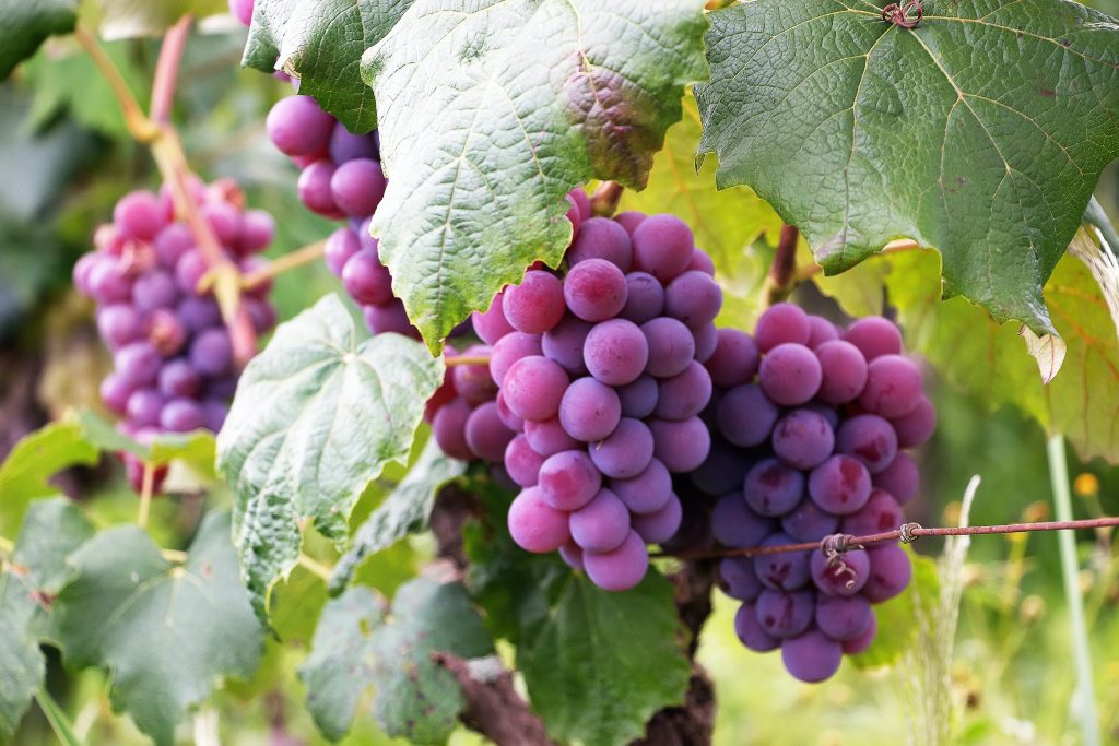 FURNISHED WITH THE FRUIT OF THE SPIRIT
