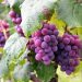 FURNISHED WITH THE FRUIT OF THE SPIRIT