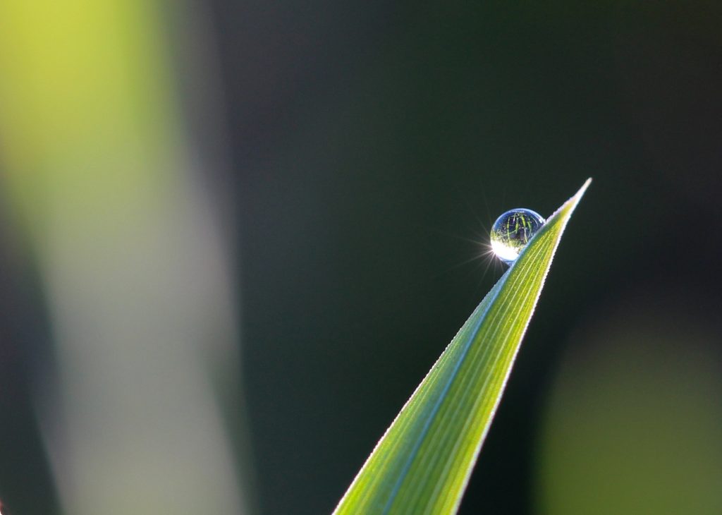 LORD, PLEASE, SHOWERS, NOT DEWS!