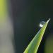 LORD, PLEASE, SHOWERS, NOT DEWS!