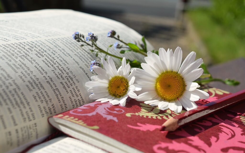 daisies, a book, read-676368.jpg
