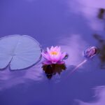 lotus, flower, lily pad-1205631.jpg